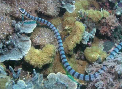 20120519-sea snakeBelcherSeaSnake.jpg